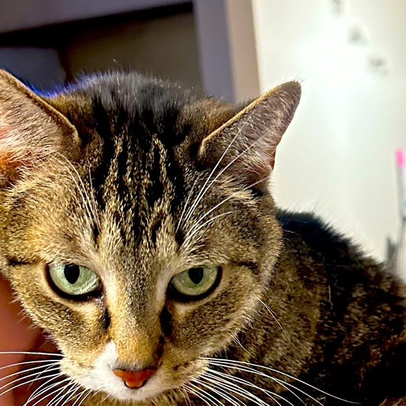 Meet your Posher, Kaiden - Picture 1 of 1